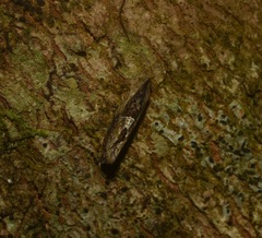 Melanodaedala scopulosana