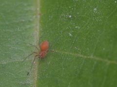 Anaxibia pictithorax