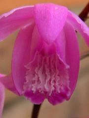 Bletilla striata