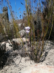 Gladiolus taubertianus