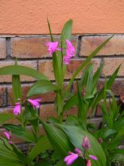 Bletilla striata