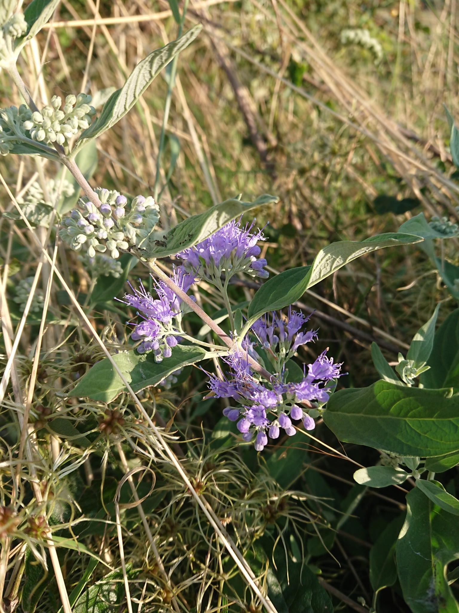 Caryopteris X clandonensis