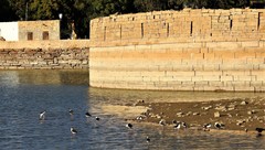 Himantopus himantopus