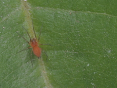 Anaxibia pictithorax