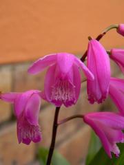 Bletilla striata
