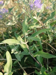 Caryopteris × clandonensis