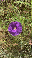 Ipomoea ternifolia