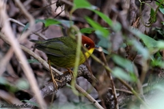 Cettia castaneocoronata