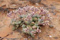 Crassula deltoidea