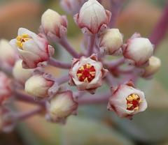 Crassula deltoidea