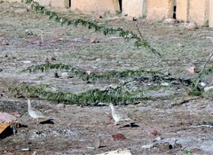 Ortygornis pondicerianus