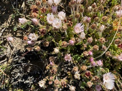 Drosanthemum striatum