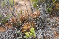 Haworthia