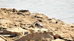 Motacilla alba