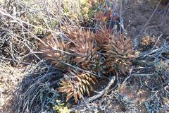 Haworthia