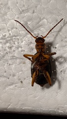 Pheropsophus africanus