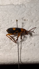Pheropsophus africanus