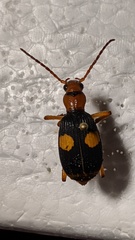 Pheropsophus africanus