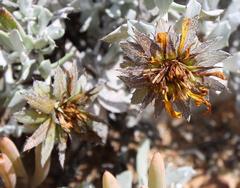 Berkheya cuneata