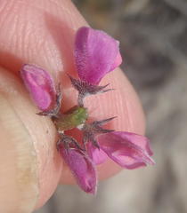 Indigofera declinata