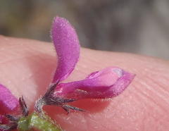 Indigofera declinata