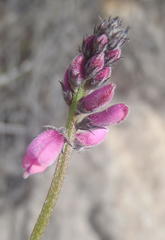 Indigofera declinata