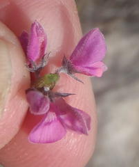 Indigofera declinata