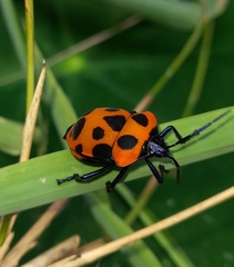 Poecilocoris nepalensis