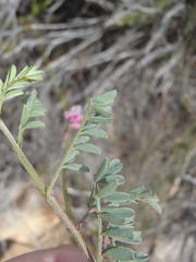Indigofera declinata