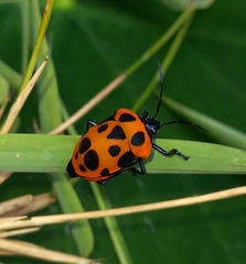 Poecilocoris nepalensis