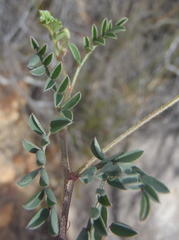 Indigofera declinata