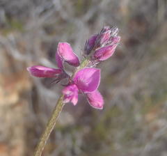 Indigofera declinata