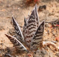 Gonialoe variegata