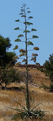 Agave vivipara image