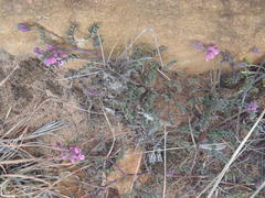 Indigofera declinata