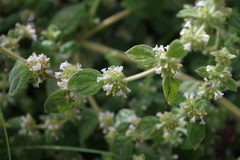 Minthostachys mollis