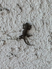 Sceloporus occidentalis