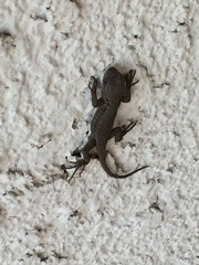 Sceloporus occidentalis