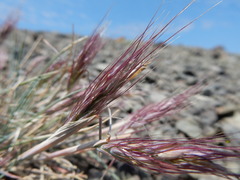 Elymus scribneri