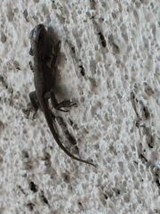 Sceloporus occidentalis