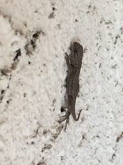 Sceloporus occidentalis