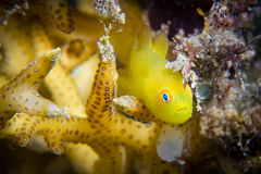 Paragobiodon xanthosoma