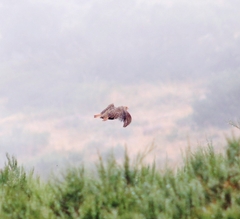Perdix perdix hispaniensis