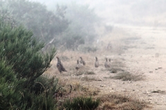 Perdix perdix hispaniensis