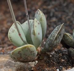 Adromischus triflorus