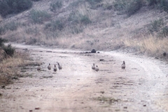 Perdix perdix hispaniensis