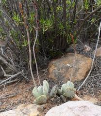 Adromischus triflorus
