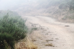 Perdix perdix hispaniensis