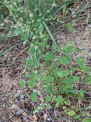 Chenopodium fremontii