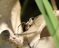 Pardosa distincta